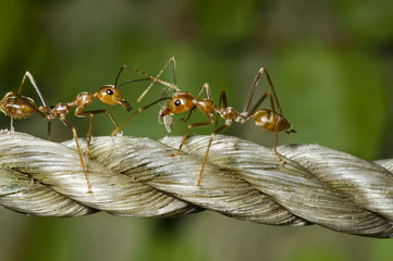 Ant