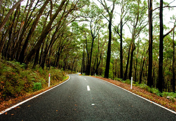 Grampians Forest in Australia