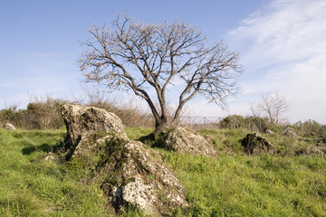 Trevignano Romano - campagna