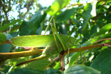 Grande sauterelle verte,Aude,Pyrénées