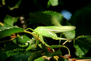 Grande sauterelle verte,Aude,Pyrénées