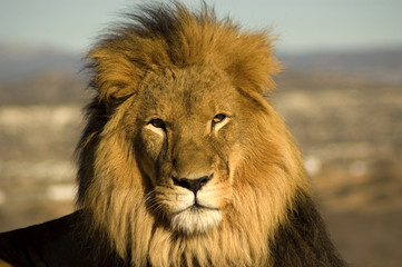 Naklejka na ściany i meble A closeup portrait of a beautiful African lion.
