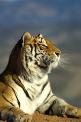 A beautiful tiger enjoys the sunshine.