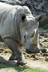 Obraz premium portrait rhinocéros blanc