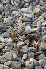 Detail of many assorted sea shells. Suitable for background.