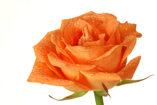 Rose gelb 7