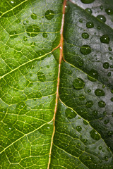 drops on blade of grass
