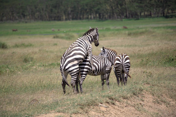Fototapeta na wymiar Burchell's Zebra mating in the Masai Mara.