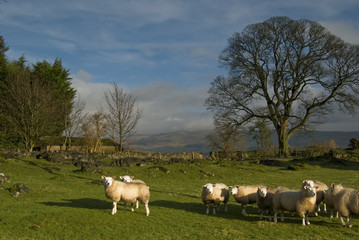 Naklejka na ściany i meble Farmland in the Lake District