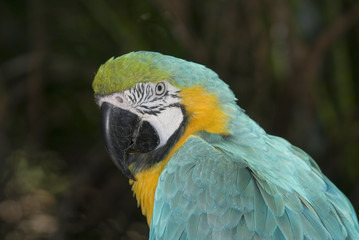 Blue and Yellow Macaw