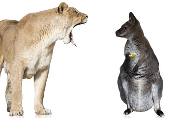 lionne vs kangourou