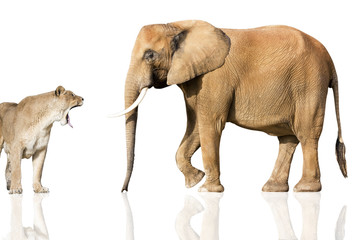 lionne vs éléphant