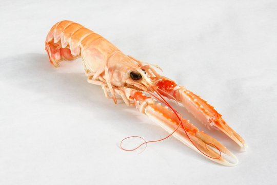 Langoustine