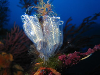 claveline