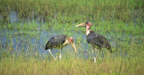 Two Marabou storks in a reed bed Kenya Africa.
