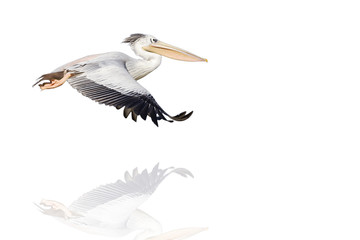 Obraz premium pélican