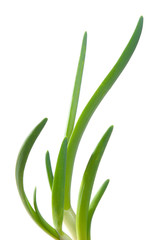 spring onion isolated on white background.Green onion