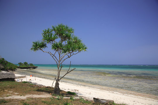 Stunning tropical beach with turquoise sea Mombassa Africa.
