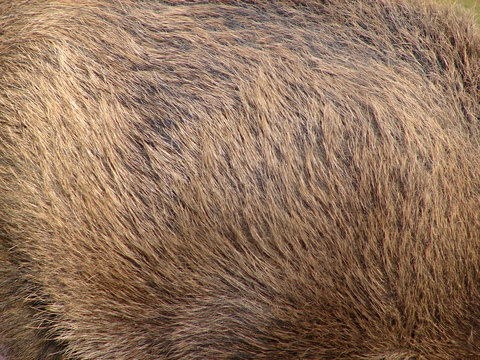 Wildschweinfell