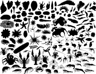 vector silhouettes of mollusks
