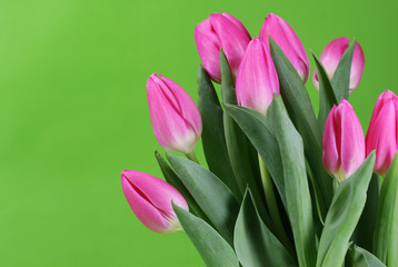 Naklejka premium Pink spring tulips against a green background