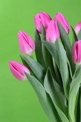 A bunch of pink tulips with a green background