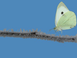 givre et papillon © CB94