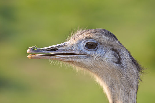 Ostrich in a national park. Eyes on focus and background blurred