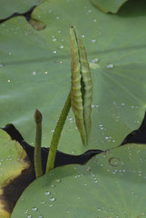 n&eacute;nuphar