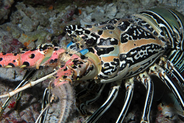 Indian Ocean Lobster