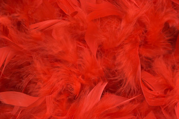 Background of red feathers, soft focus.