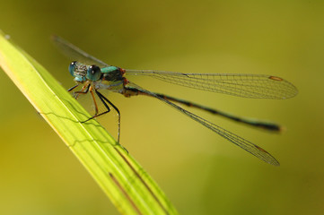 libellule