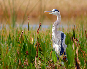 Great Blue Heron in His Natural Habitat