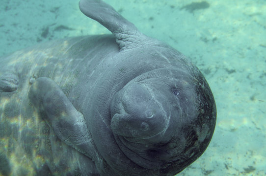 Manatee sea cow cristal river florida