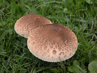 funghi