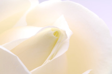 soft close up image of white rose