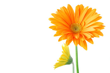 orange gerber flowers against white background