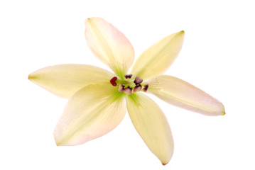 Fototapeta na wymiar flower on white background