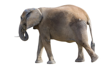 Obraz premium éléphant