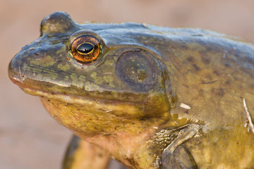 Bullfrog Profile