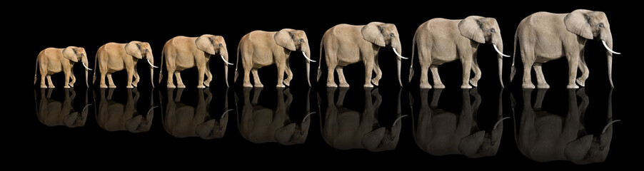 éléphants © RomainQuéré