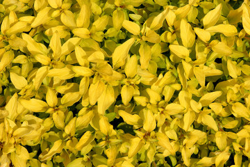 Naklejka premium Organic Golden Marjoram