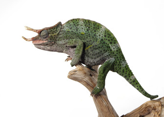 colorful male chameleon