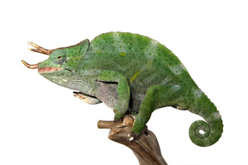 caméléon mâle coloré