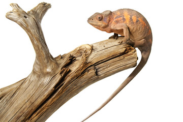 female chameleon