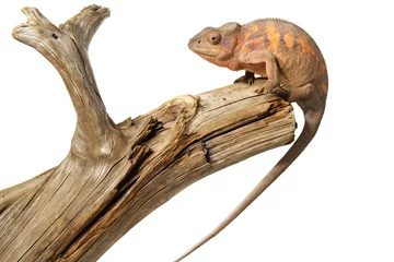 Papier Peint photo Lavable Caméléon female chameleon