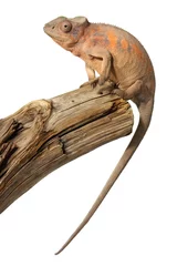 Photo sur Plexiglas Caméléon caméléon femelle