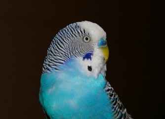 Naklejka premium blue parrot on black background