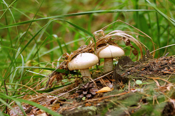 Little Mushrooms are hidden in herb  