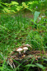 Mushrooms are hidden in herb  